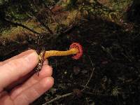 Cortinarius smithii image