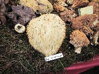 Hericium erinaceus image