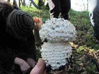 Amanita magniverrucata image