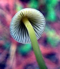 Mycena epipterygia image