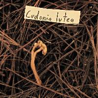 Cudonia lutea image