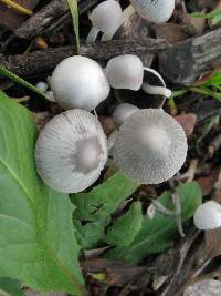 Coprinopsis marcescibilis image