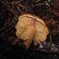 Lactarius rubrilacteus image