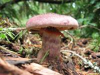 Gymnopilus luteofolius image