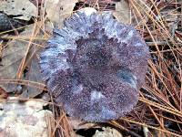 Cortinarius violaceus image