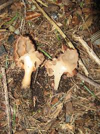 Gyromitra esculenta image