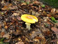 Amanita augusta image