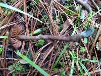 Inocybe calamistrata image