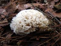 Image of Hydnopolyporus fimbriatus