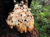 Hericium coralloides image