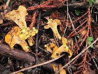 Cantharellus californicus image