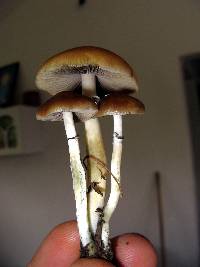 Psilocybe cubensis image