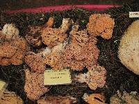 Ramaria botrytis image