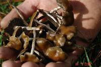 Psilocybe aztecorum image