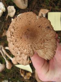 Lepiota clypeolaria image