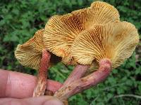 Gymnopilus luteofolius image