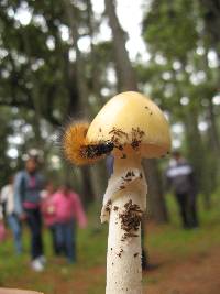 Amanita xylinivolva image