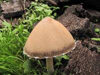 Psathyrella longipes image