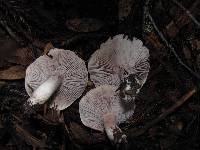 Hygrophorus russula image