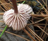 Mycena pura image