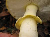 Amanita augusta image