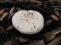 Amanita ocreata image