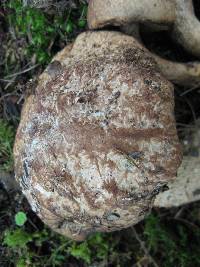 Leccinum rugosiceps image