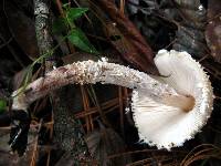 Lepiota magnispora image