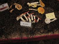 Russula emetica image