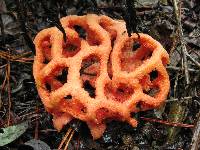 Clathrus ruber image