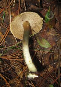 Inocybe corydalina image