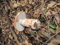 Amanita novinupta image