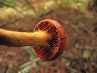 Cortinarius smithii image