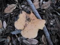 Polyporus tuberaster image