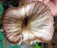 Mycena pura image