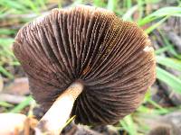 Psathyrella candolleana image