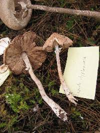 Lepiota clypeolaria image