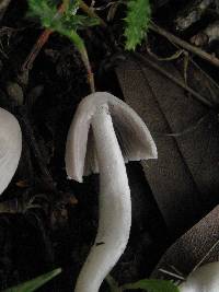 Coprinopsis marcescibilis image