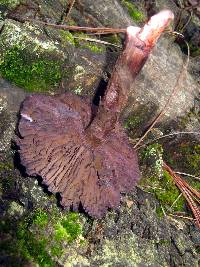 Cortinarius violaceus image