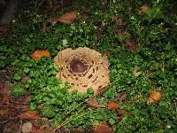 Chlorophyllum brunneum image