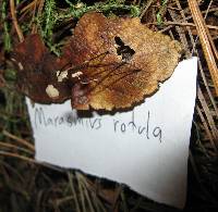 Marasmius capillaris image