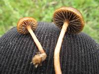 Psilocybe coprophila image