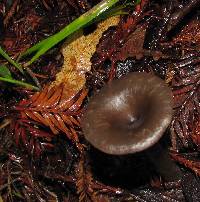 Pseudoclitocybe cyathiformis image