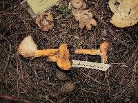 Lactarius volemus image