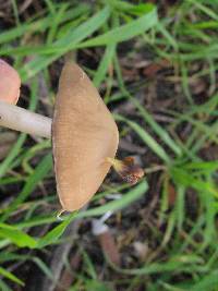 Psathyrella candolleana image