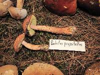 Boletus projectellus image