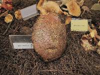 Boletus michoacanus image