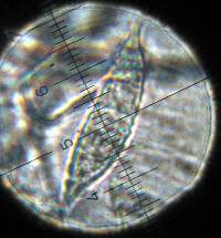 Hypomyces luteovirens image