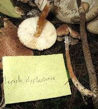 Lepiota clypeolaria image