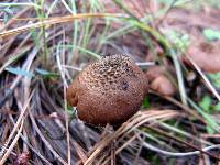 Inocybe calamistrata image